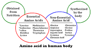 Why We Need Amino Acids