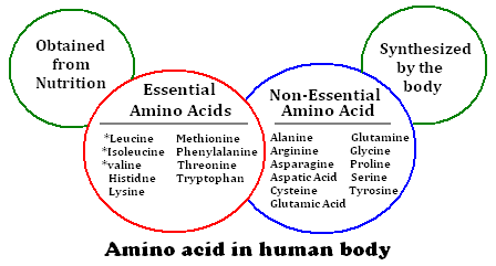 Why We Need Amino Acids